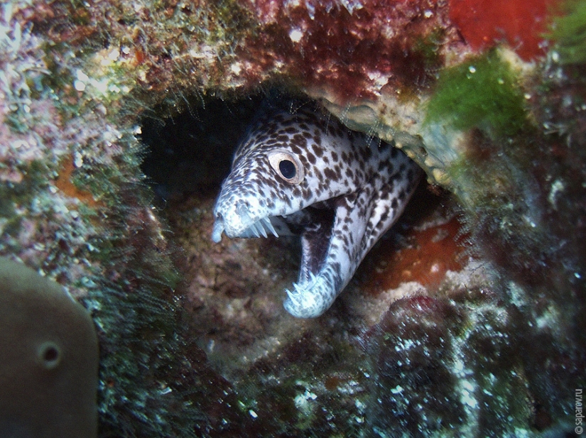 Buceo en la isla de Cozumel