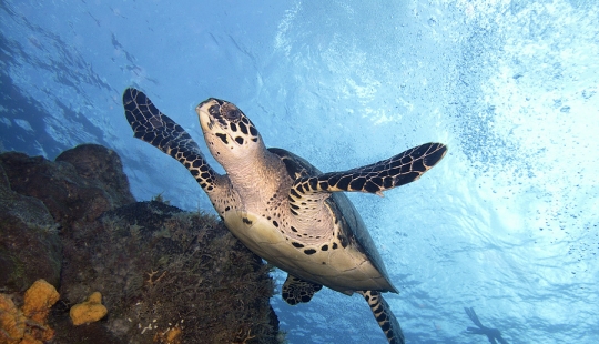 Buceo en la isla de Cozumel