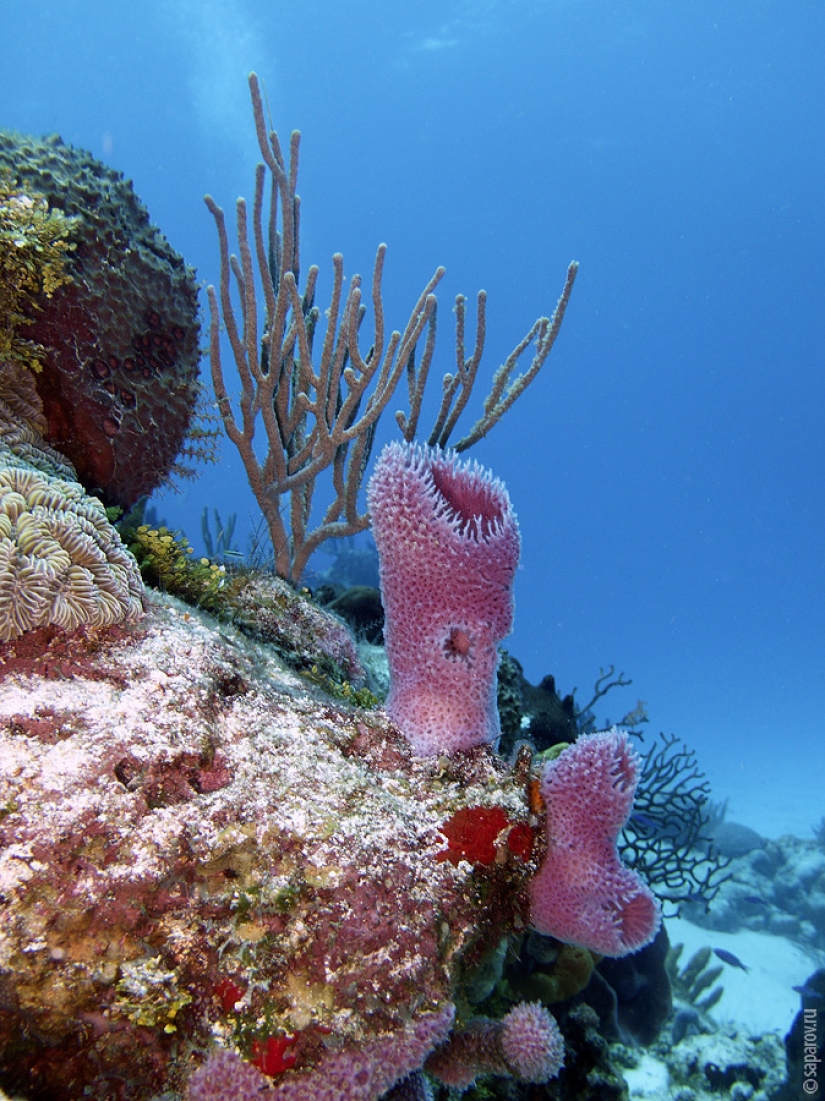 Buceo en la isla de Cozumel