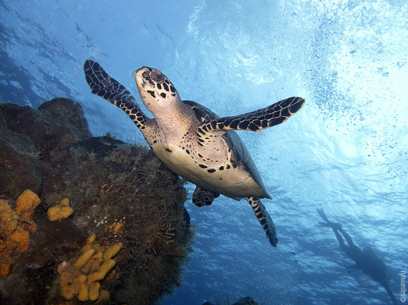 Diving on the island of Cozumel