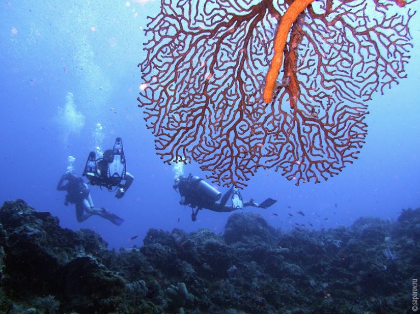 Diving on the island of Cozumel