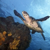 Diving on the island of Cozumel