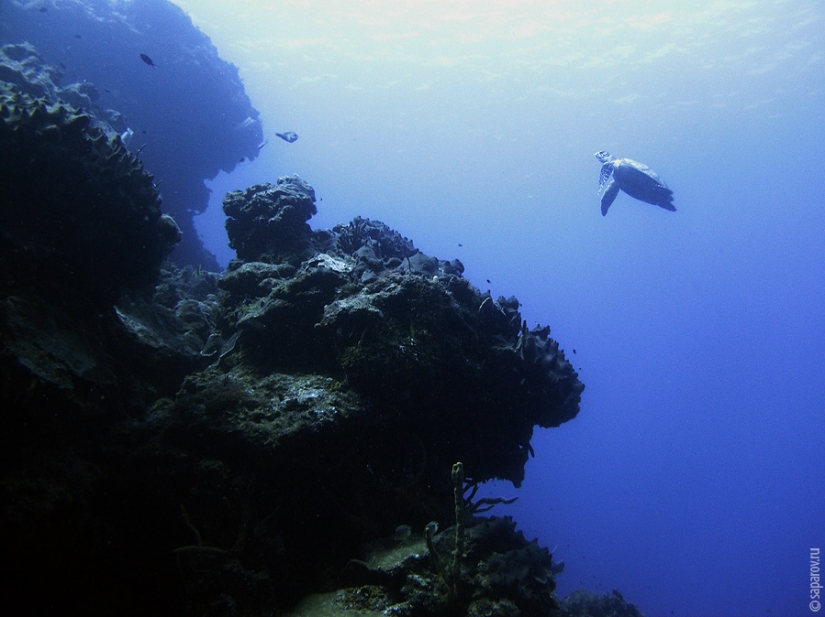 Diving on the island of Cozumel