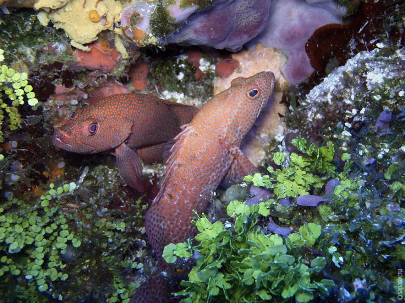 Diving on the island of Cozumel