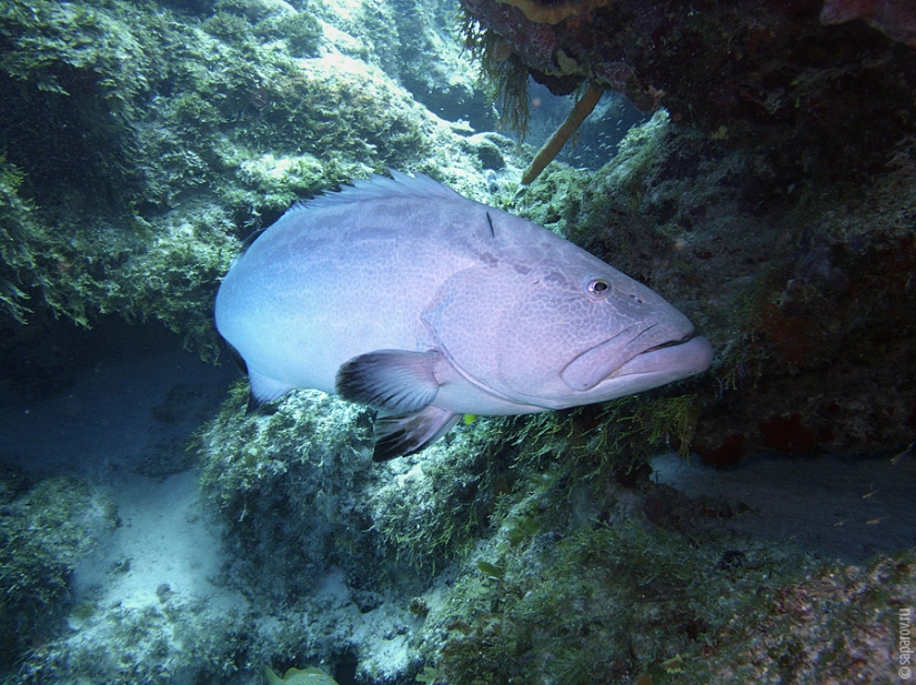 Diving on the island of Cozumel