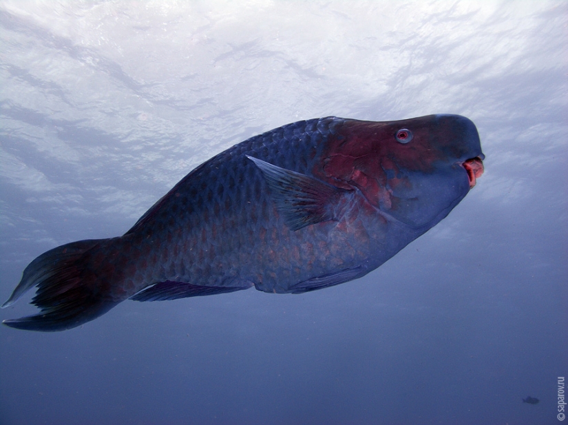 Diving on the island of Cozumel