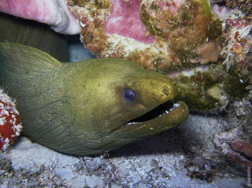 Diving on the island of Cozumel