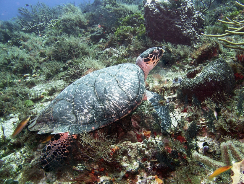 Diving on the island of Cozumel