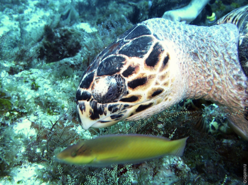 Diving on the island of Cozumel