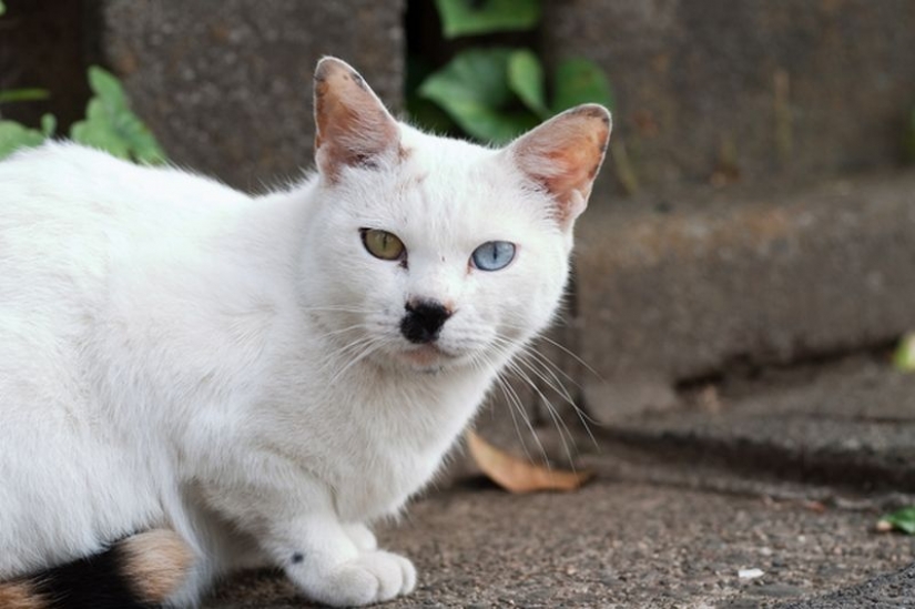 Extraña en los ojos de los gatos