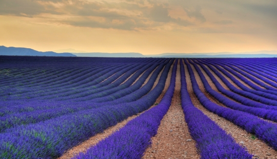 Increíble los campos de lavanda en todo el mundo
