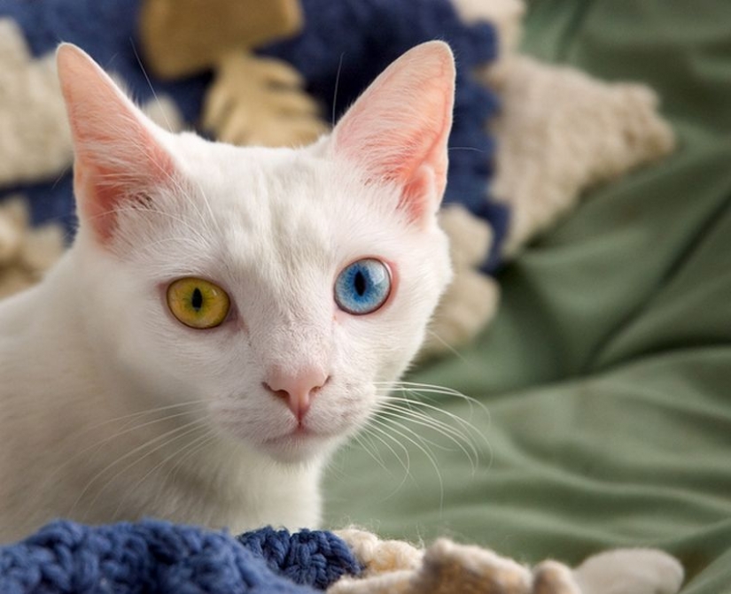 Odd-eyed cats