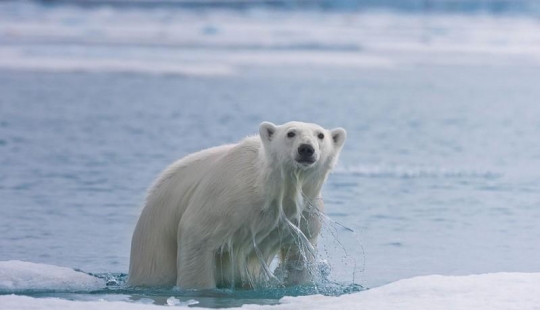 Encuentro con un oso polar
