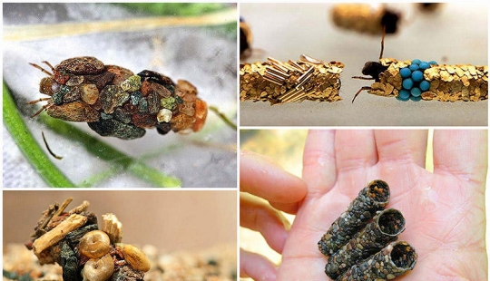 Inusual casas de caddis