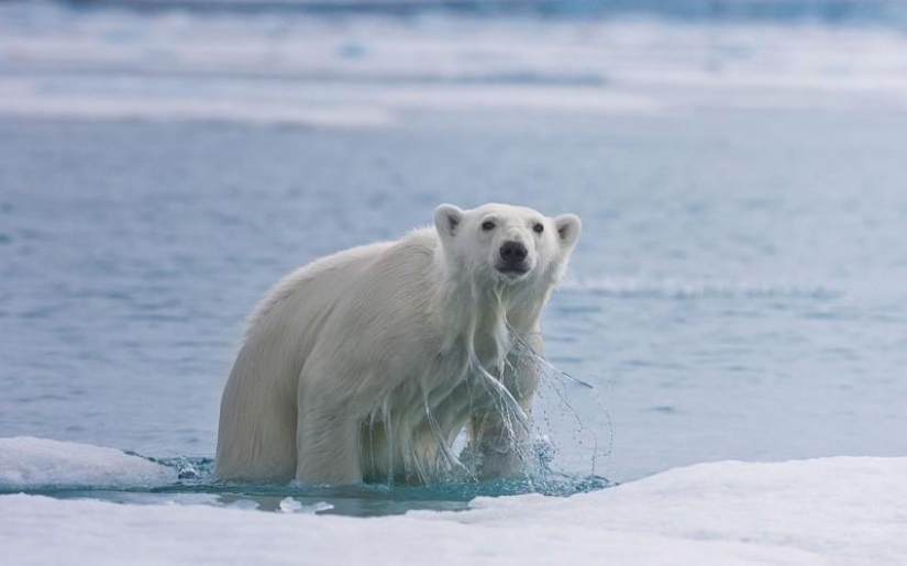 Meeting with a polar bear