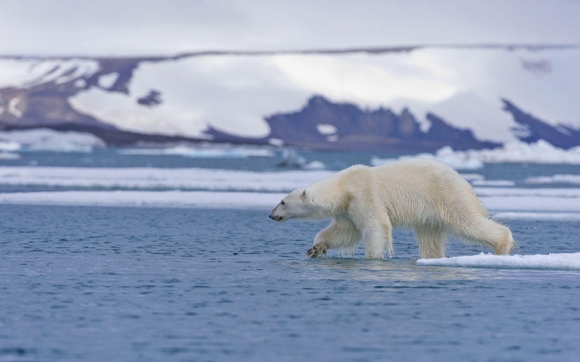 Meeting with a polar bear