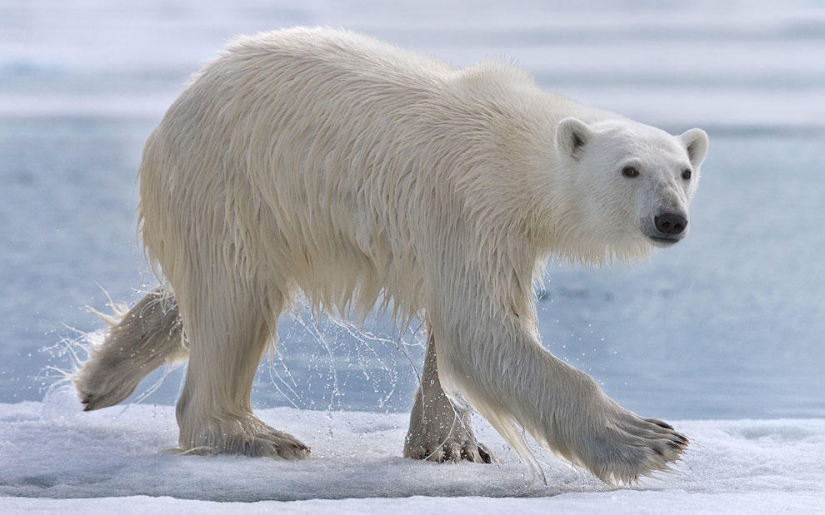 Meeting with a polar bear