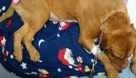 Smuggle drugs inside dogs...