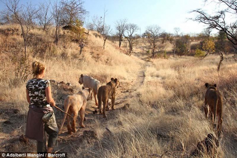 Would like to walk with a lion or Cheetah? Then learn!