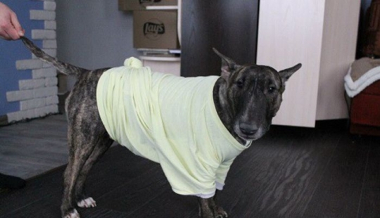 La historia de la salvación, uno de los bull Terrier