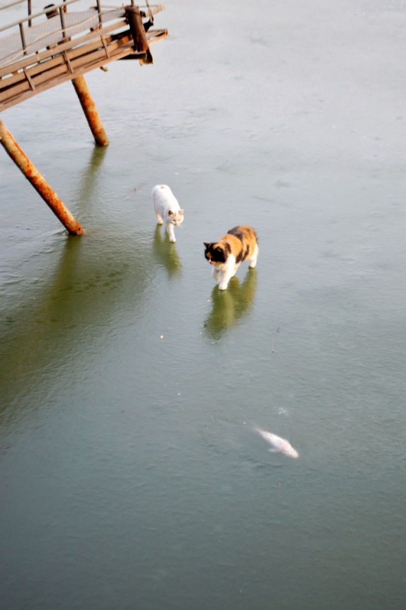 Como dos gatos en un viaje de pesca fue