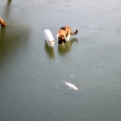 Like two cats on a fishing trip went