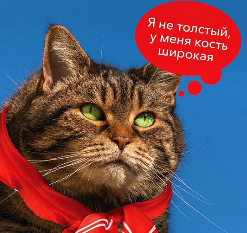 Cat Víctor que podría: los Rusos le han mentido a la aerolínea y manejó en la cabina demasiado gordo gato