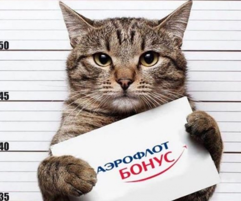 Cat Víctor que podría: los Rusos le han mentido a la aerolínea y manejó en la cabina demasiado gordo gato
