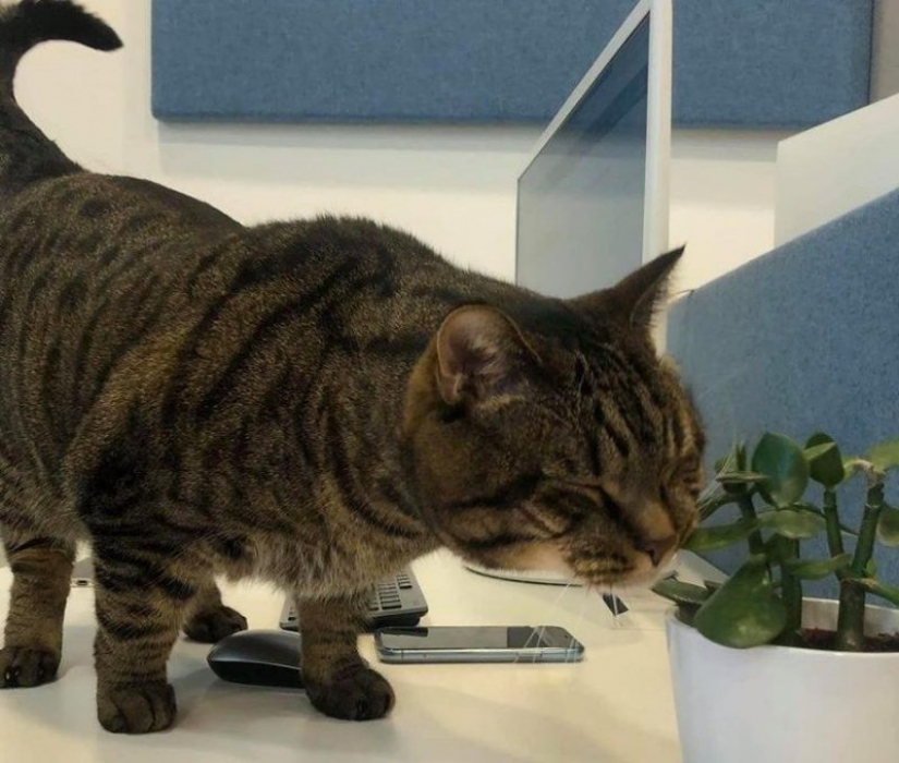 Cat Victor who could: the Russians lied to the airline and drove in the cabin too fat cat