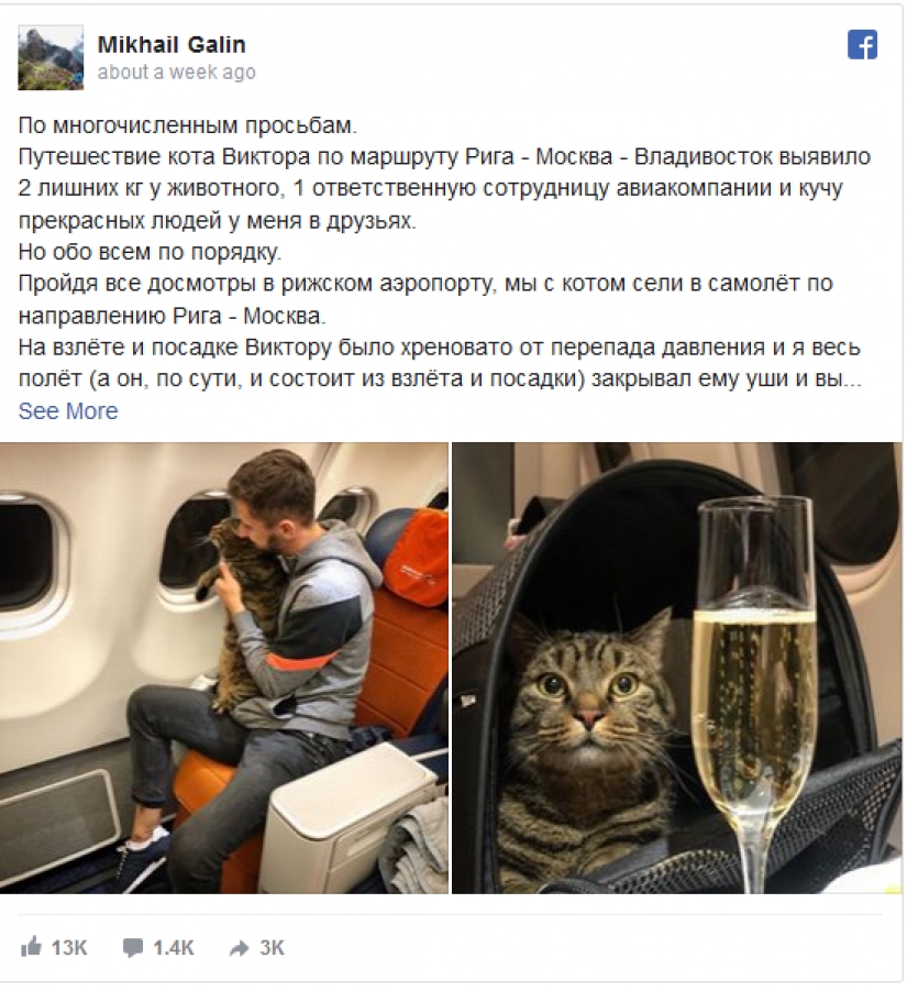 Cat Victor who could: the Russians lied to the airline and drove in the cabin too fat cat