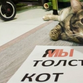 Cat Victor who could: the Russians lied to the airline and drove in the cabin too fat cat