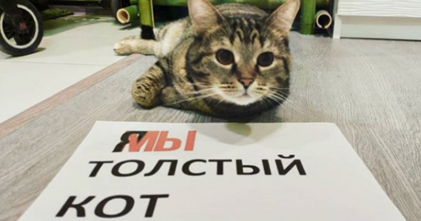 Cat Victor who could: the Russians lied to the airline and drove in the ...