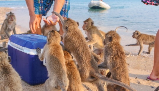 10 lugares familiares para nosotros palomas reemplazar animales exóticos