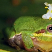 10 most powerful aphrodisiacs and their incredible stories