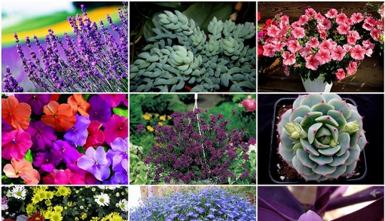 10 most suitable plants for growing in hanging pots