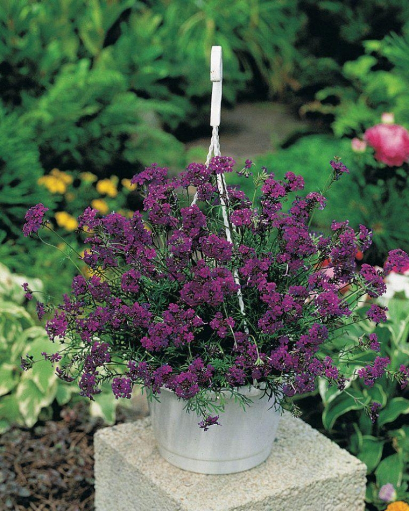 10 most suitable plants for growing in hanging pots