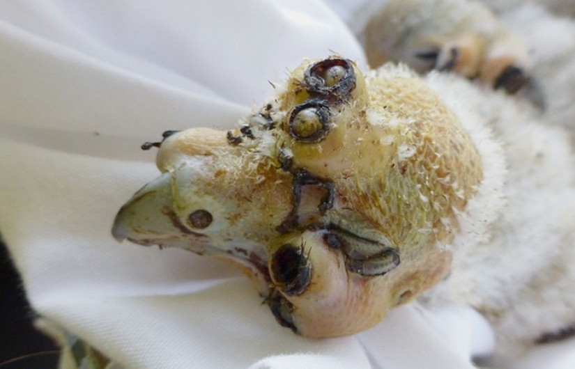 10 most terrifying parasites that can live in the human body