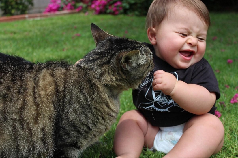 100 best cat photos of all times and peoples