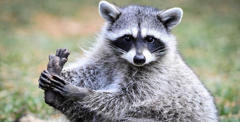 100 de las más increíbles imágenes de los mapaches de todos los tiempos y de los pueblos