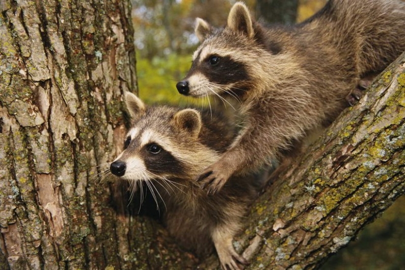 100 de las más increíbles imágenes de los mapaches de todos los tiempos y de los pueblos
