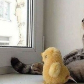 100 mejores gato fotos de todos los tiempos y de los pueblos