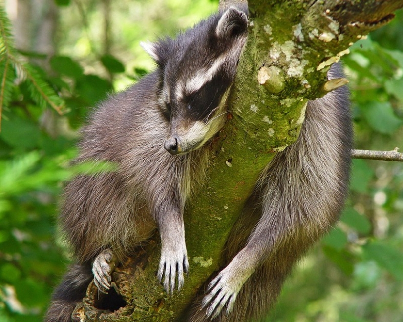 100 of the most cool pictures of raccoons of all times and peoples