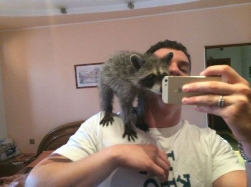 100 of the most cool pictures of raccoons of all times and peoples