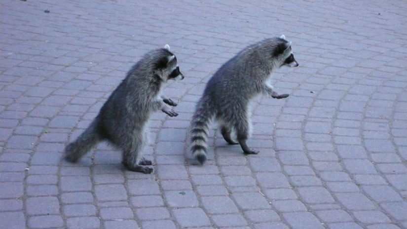 100 of the most cool pictures of raccoons of all times and peoples