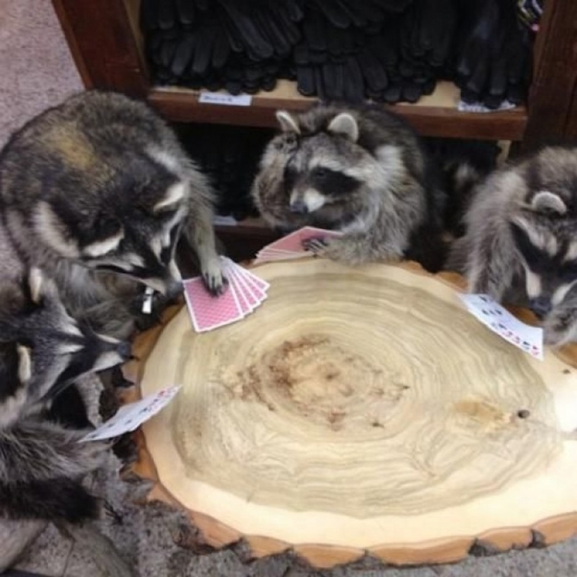 100 of the most cool pictures of raccoons of all times and peoples