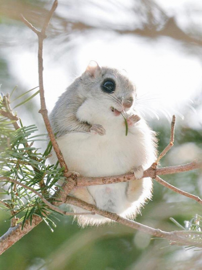 12 evidence that the flying squirrel is the cutest animal in the world
