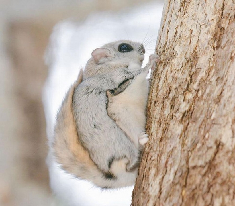 12 evidence that the flying squirrel is the cutest animal in the world