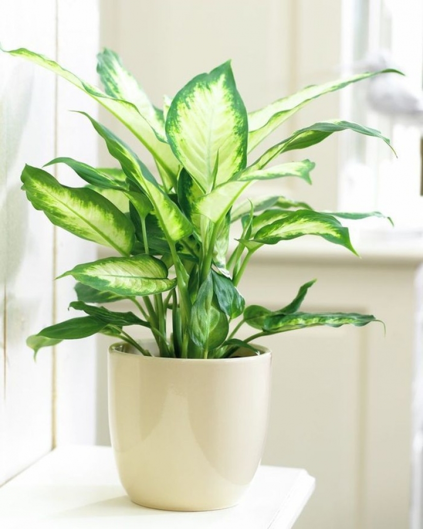 12 house plants that can survive even in the darkest corner