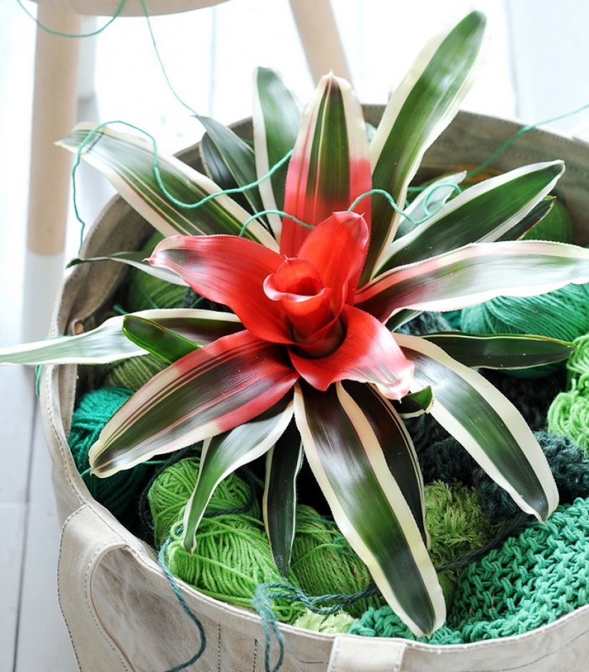 12 house plants that can survive even in the darkest corner