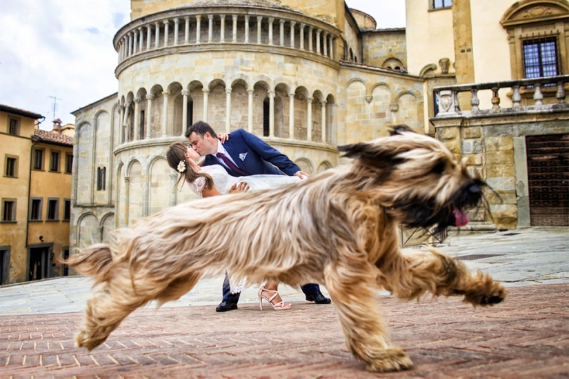 12 wedding photos which ruined some animal